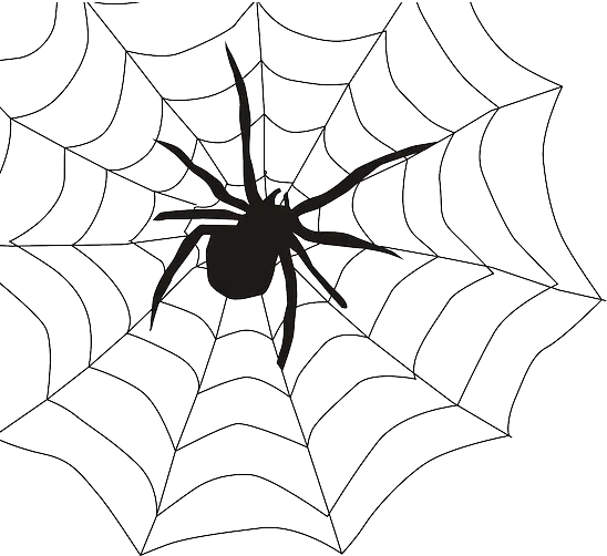 spider-155449_640